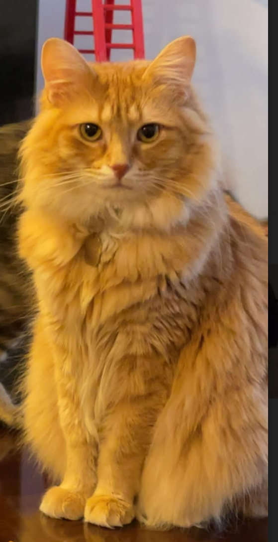 My cat Bentley