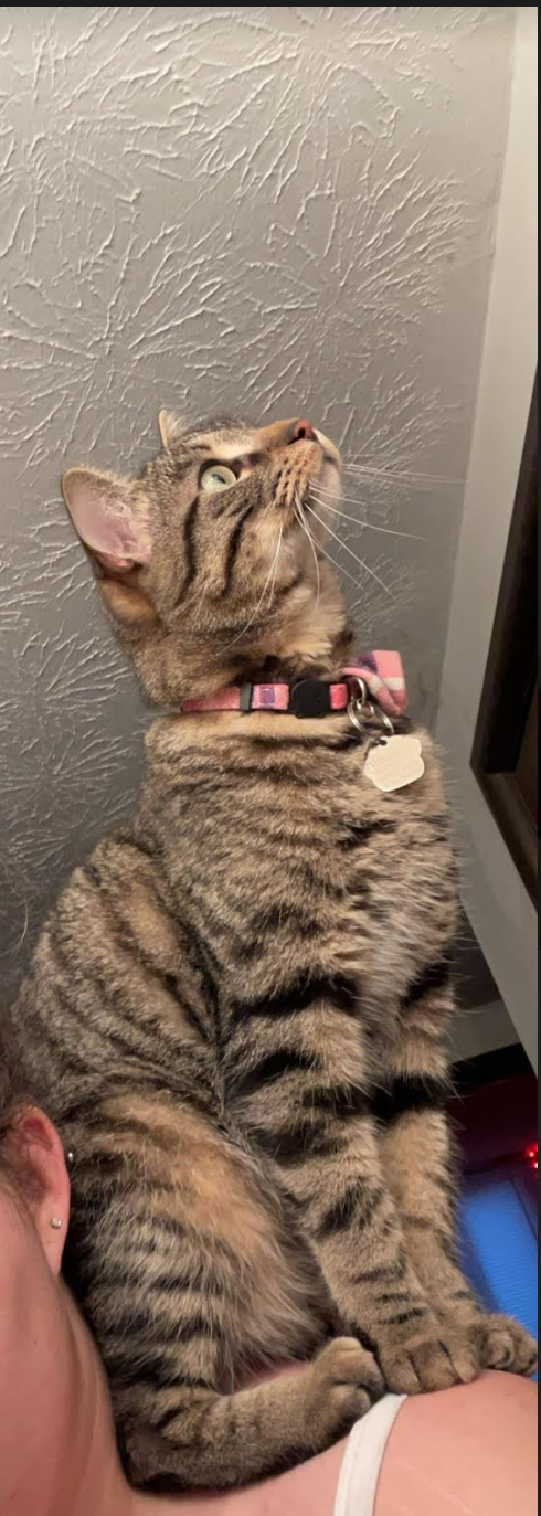 My cat Lincoln