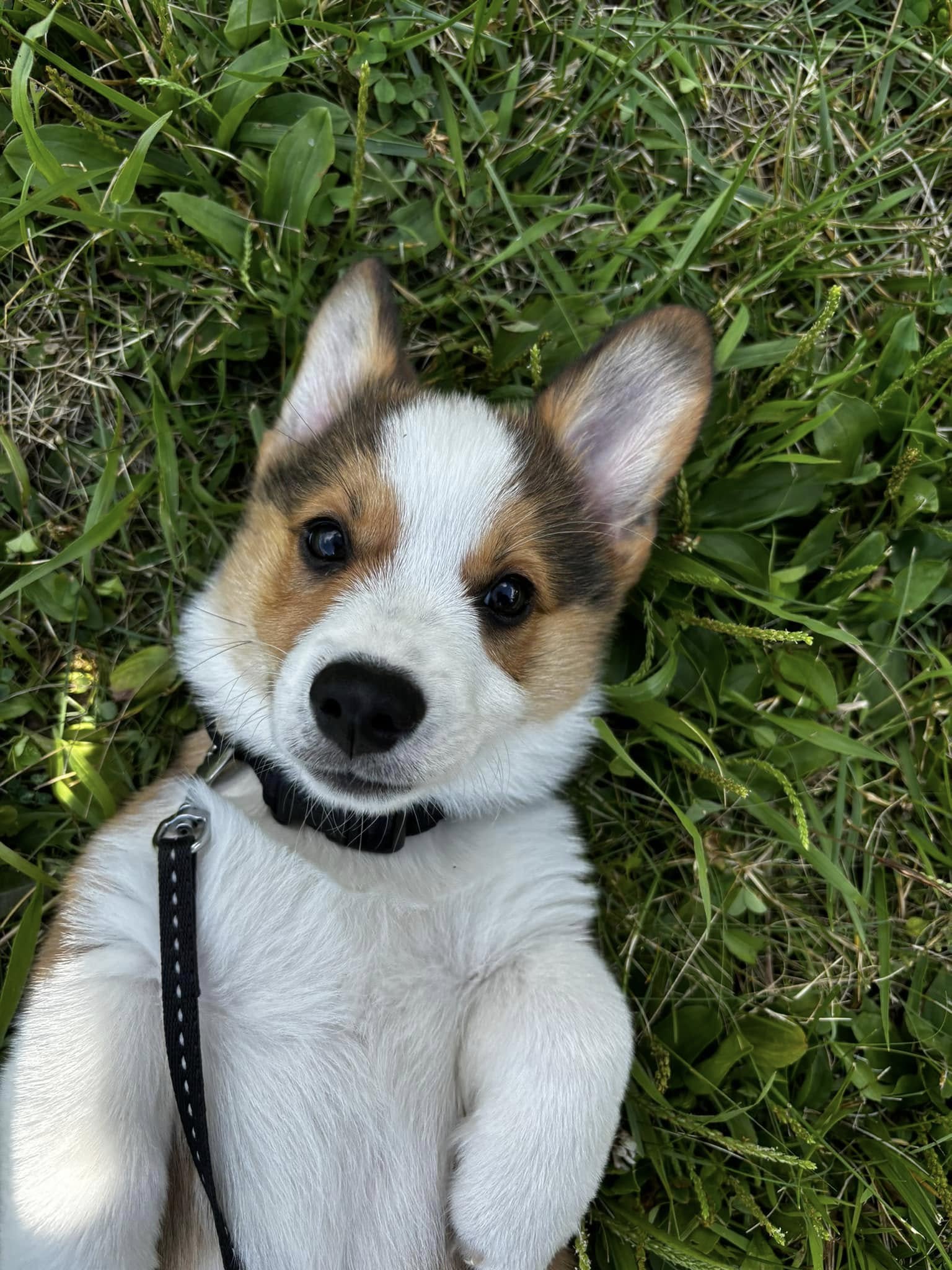 My dog Rover