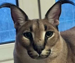 cat