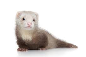 Ferret