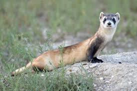 Ferret