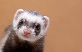 Ferret
