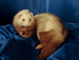 Ferret