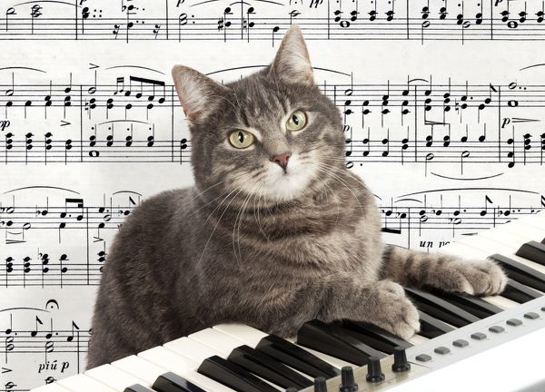 Piano Cat