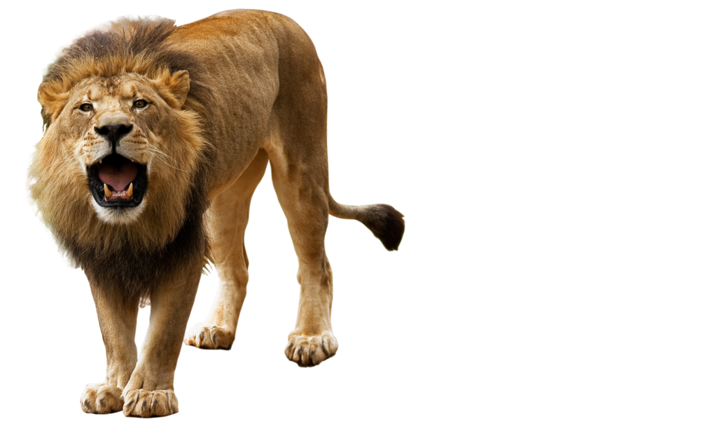 lion