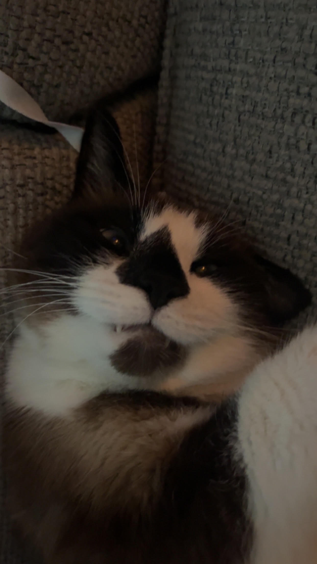 This is my cat rocky