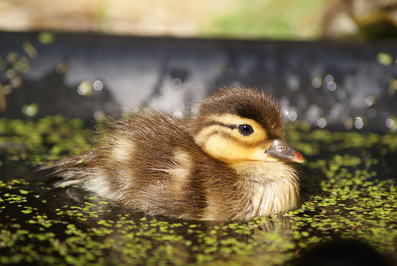 Duck 1!