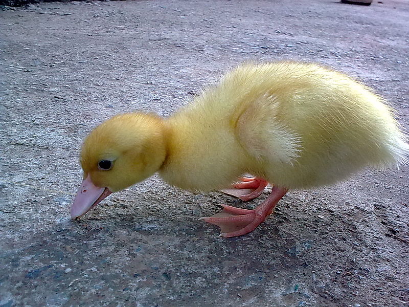 Duck 2!