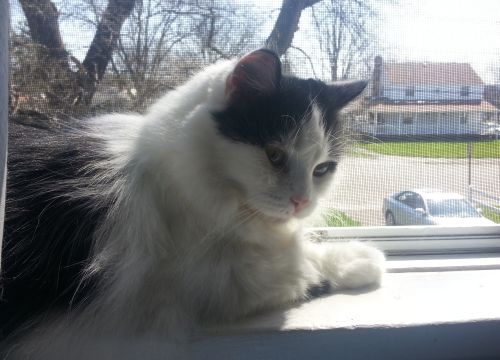 A photograph of my cat named Misa.