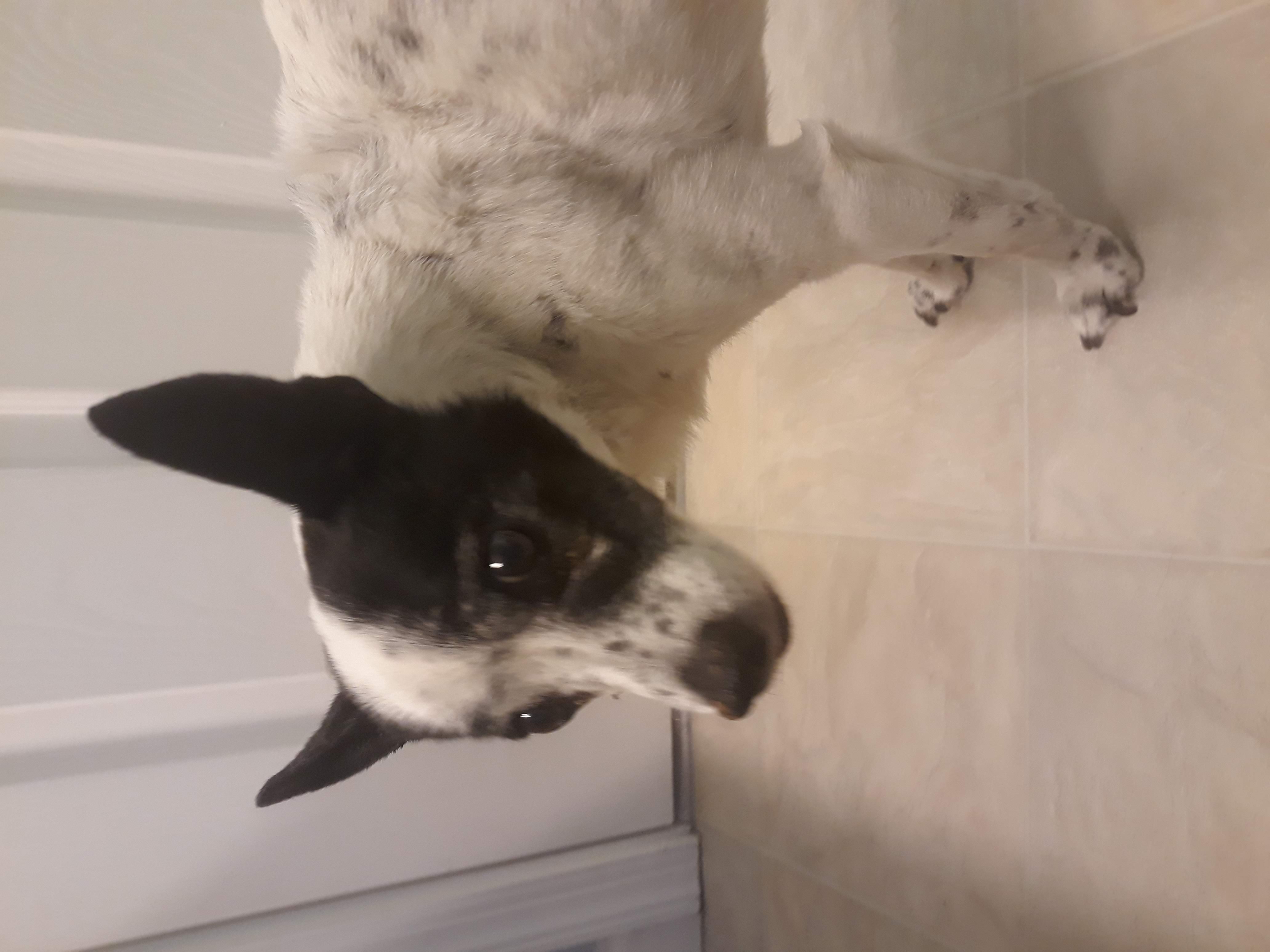 Picture of my dog