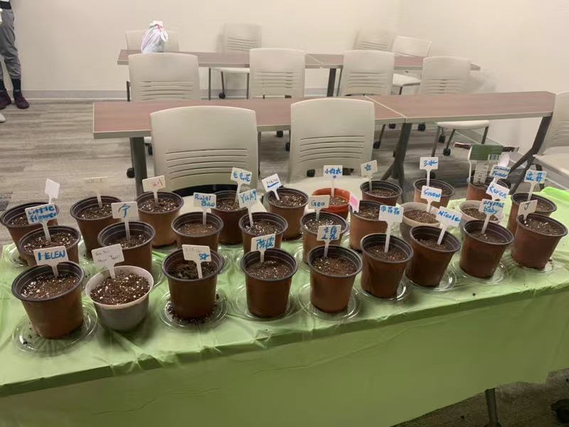 more attended activities planting