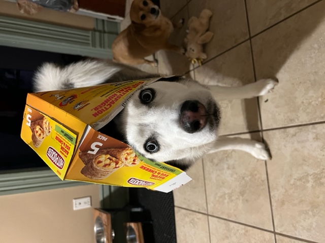 Obligatory dog picture