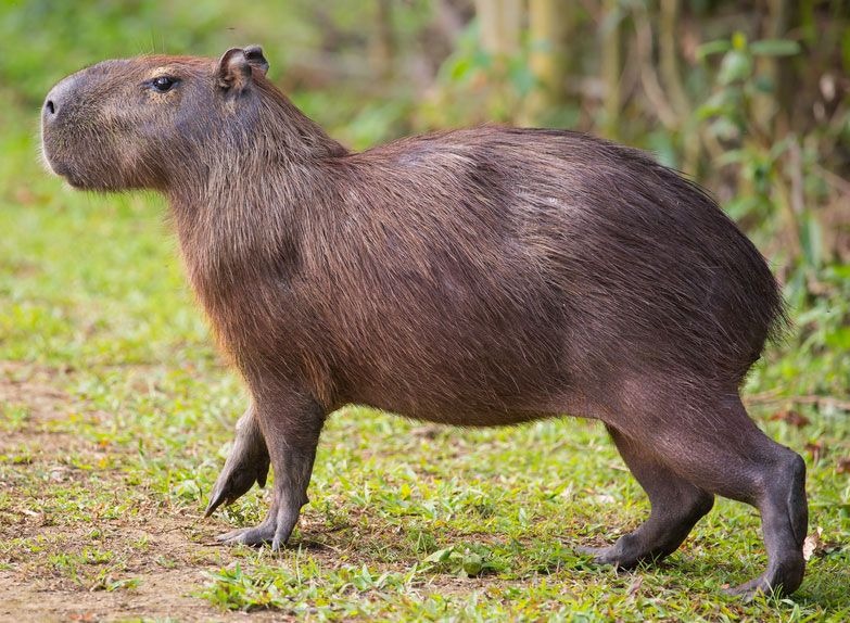 a capybara