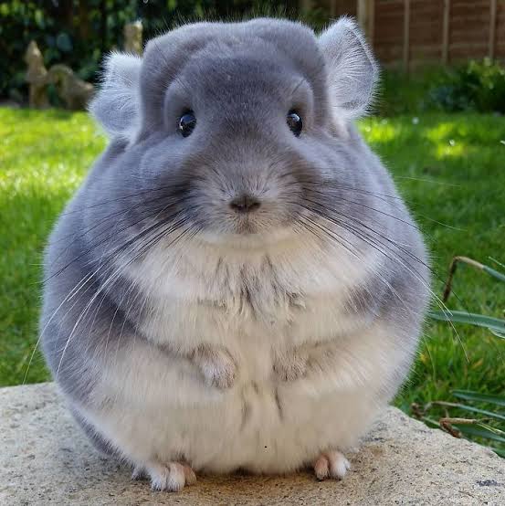 a chinchilla