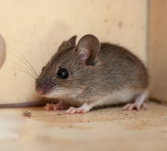 a mouse, as in the animal