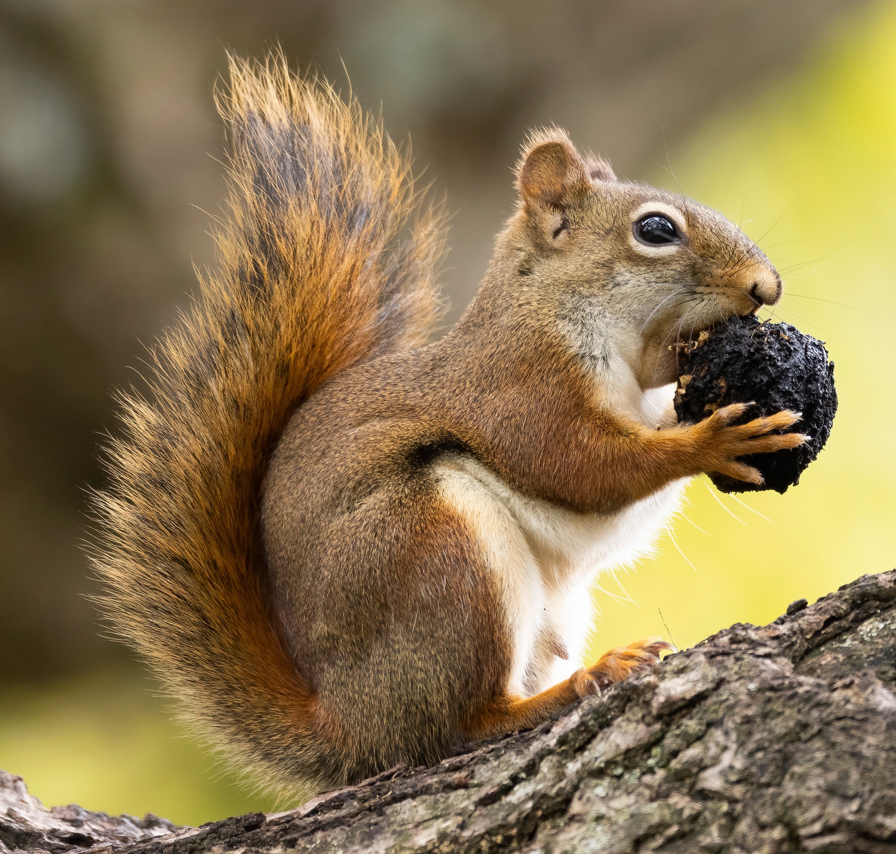 a squirrel