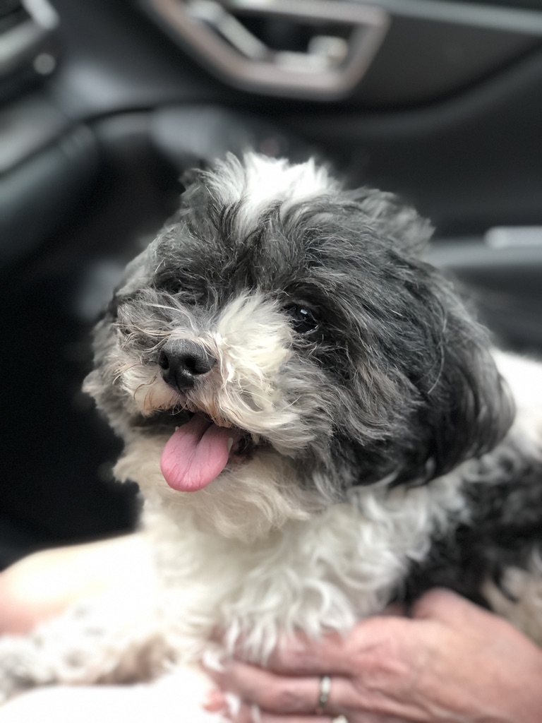 my dog
