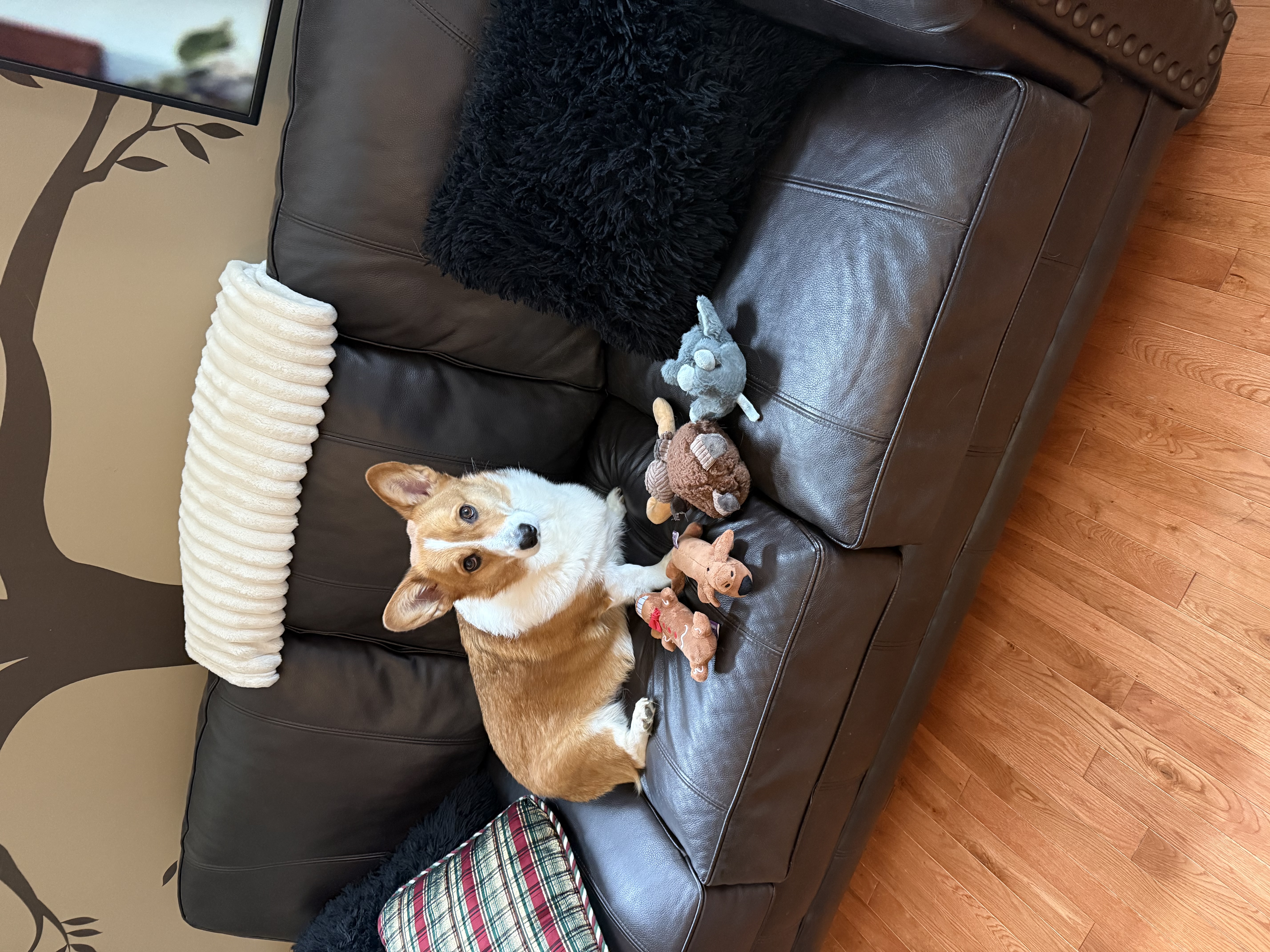 Salem The Corgi