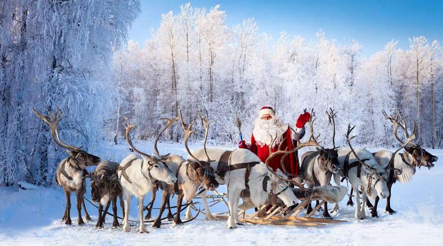 reindeer