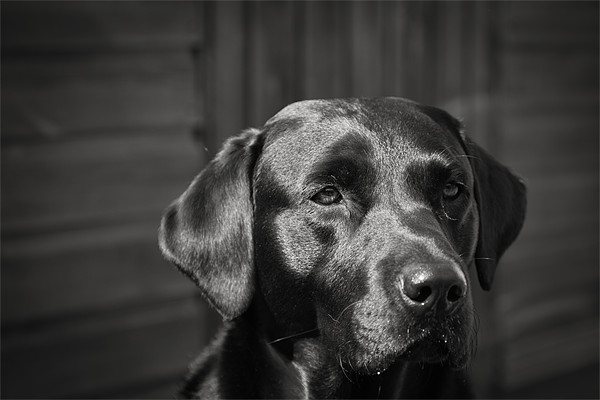 My Dog