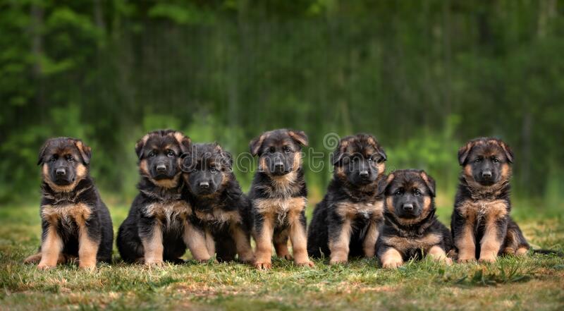 German Shepherd puppies