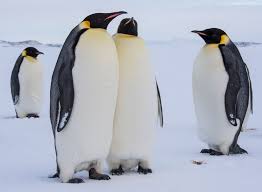 penguins