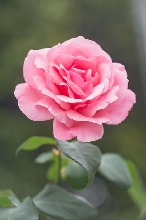 A Rose