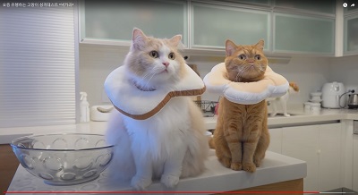Cats
