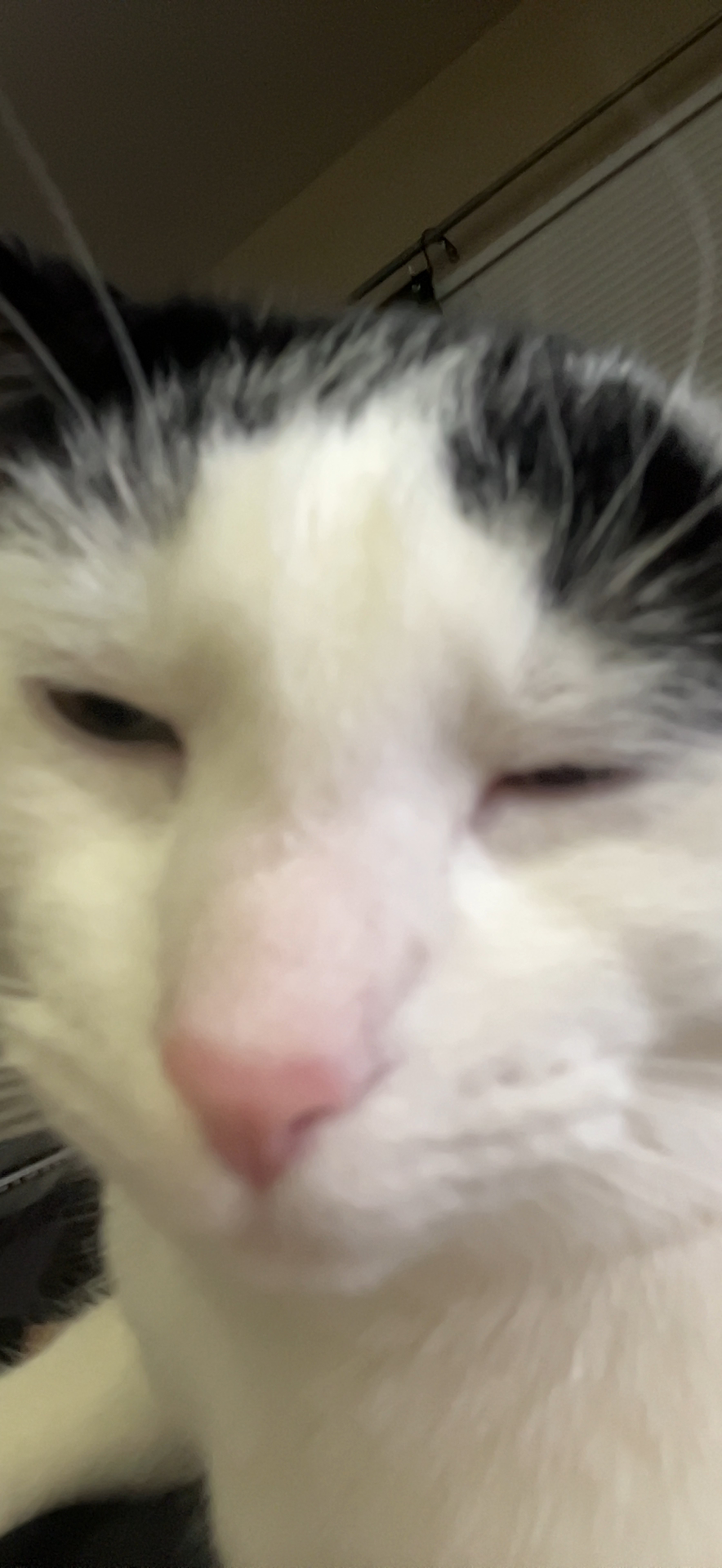 my cat