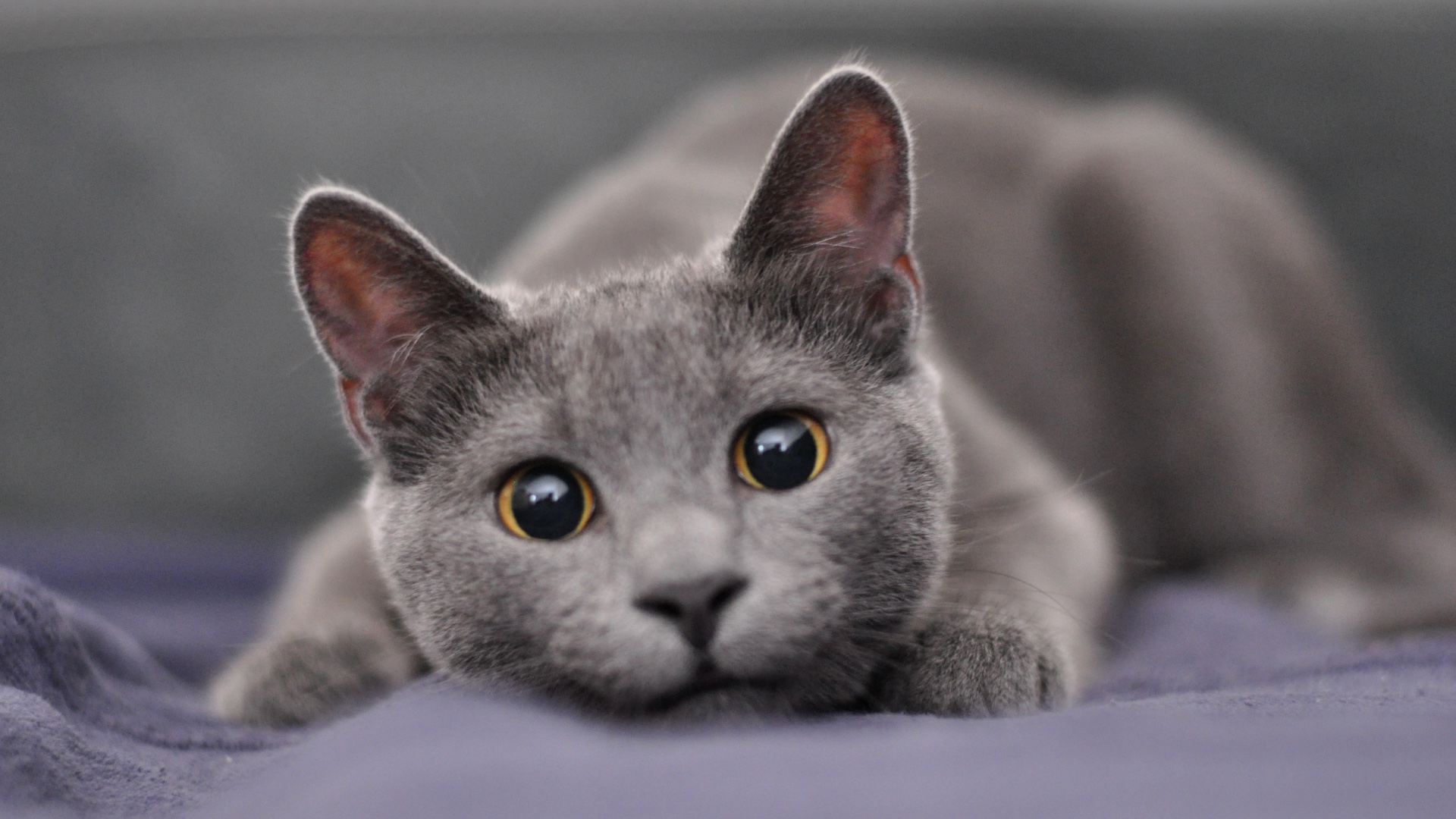 Cute gray cat