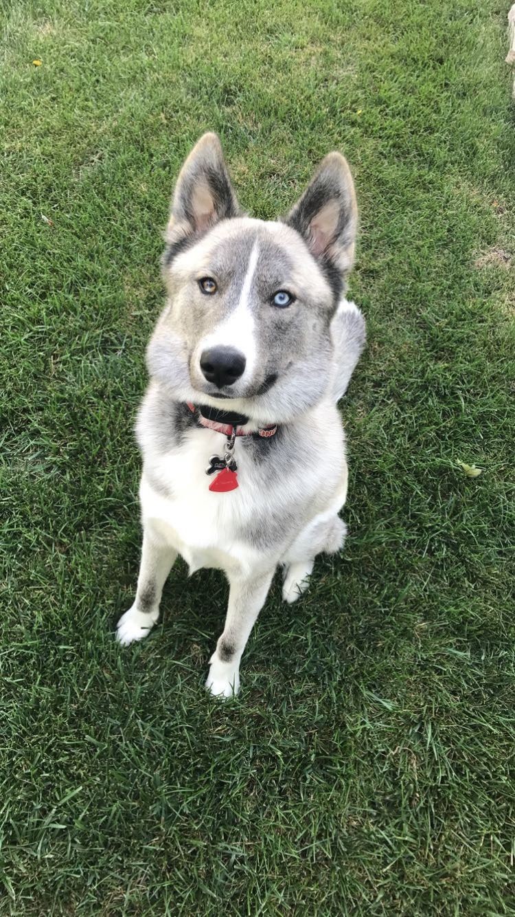 My Dog