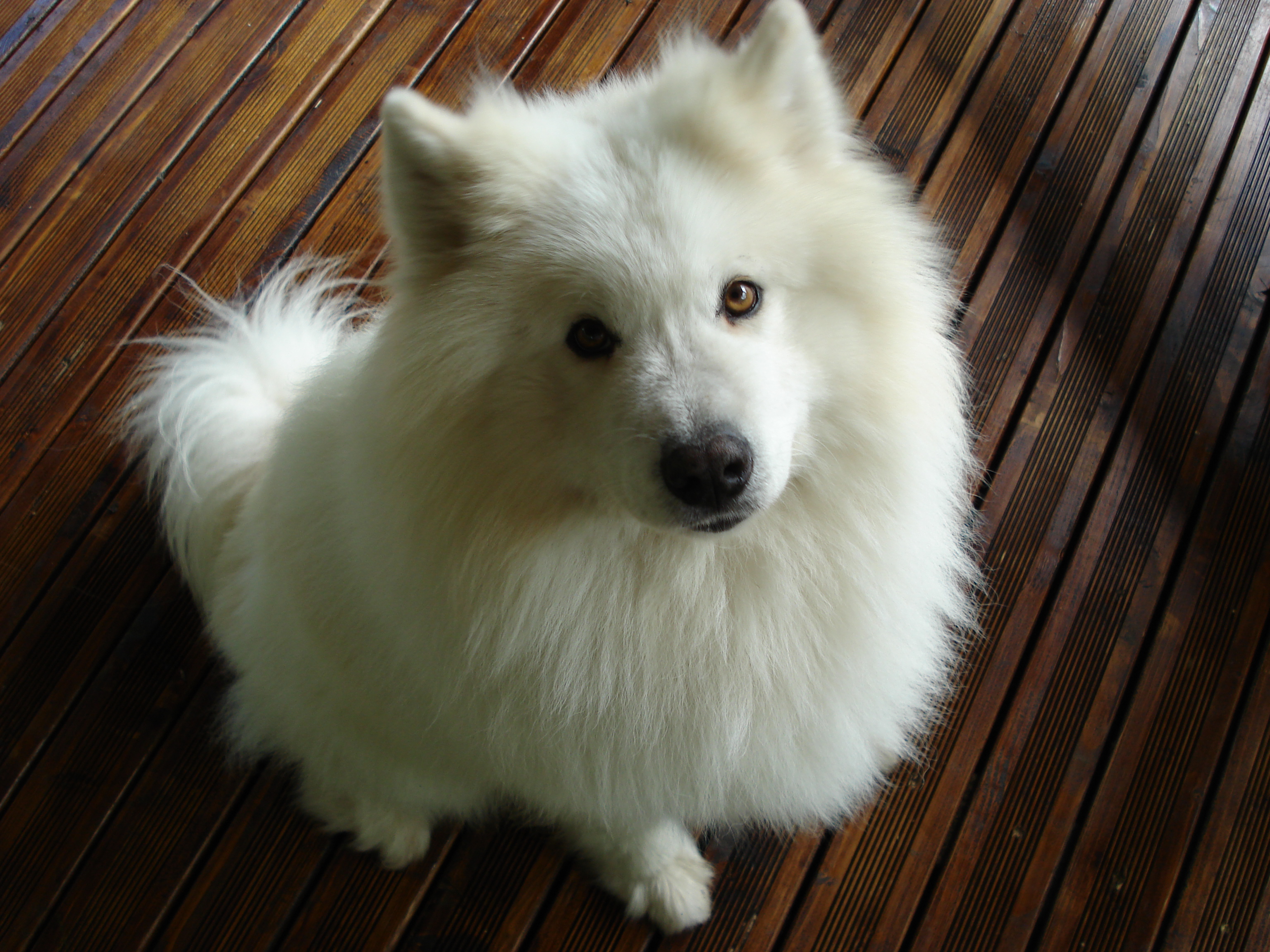 My Dog