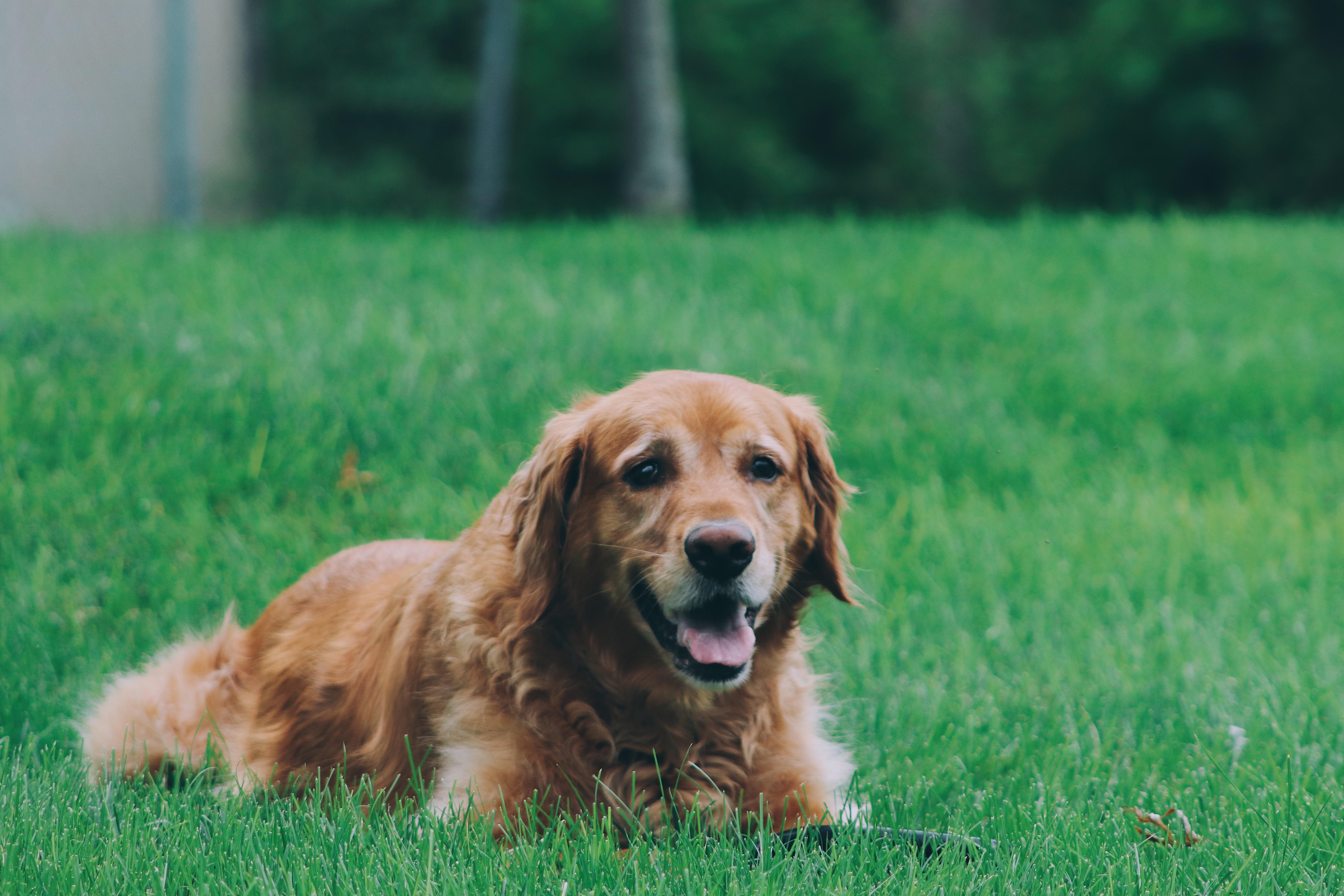 Buddy