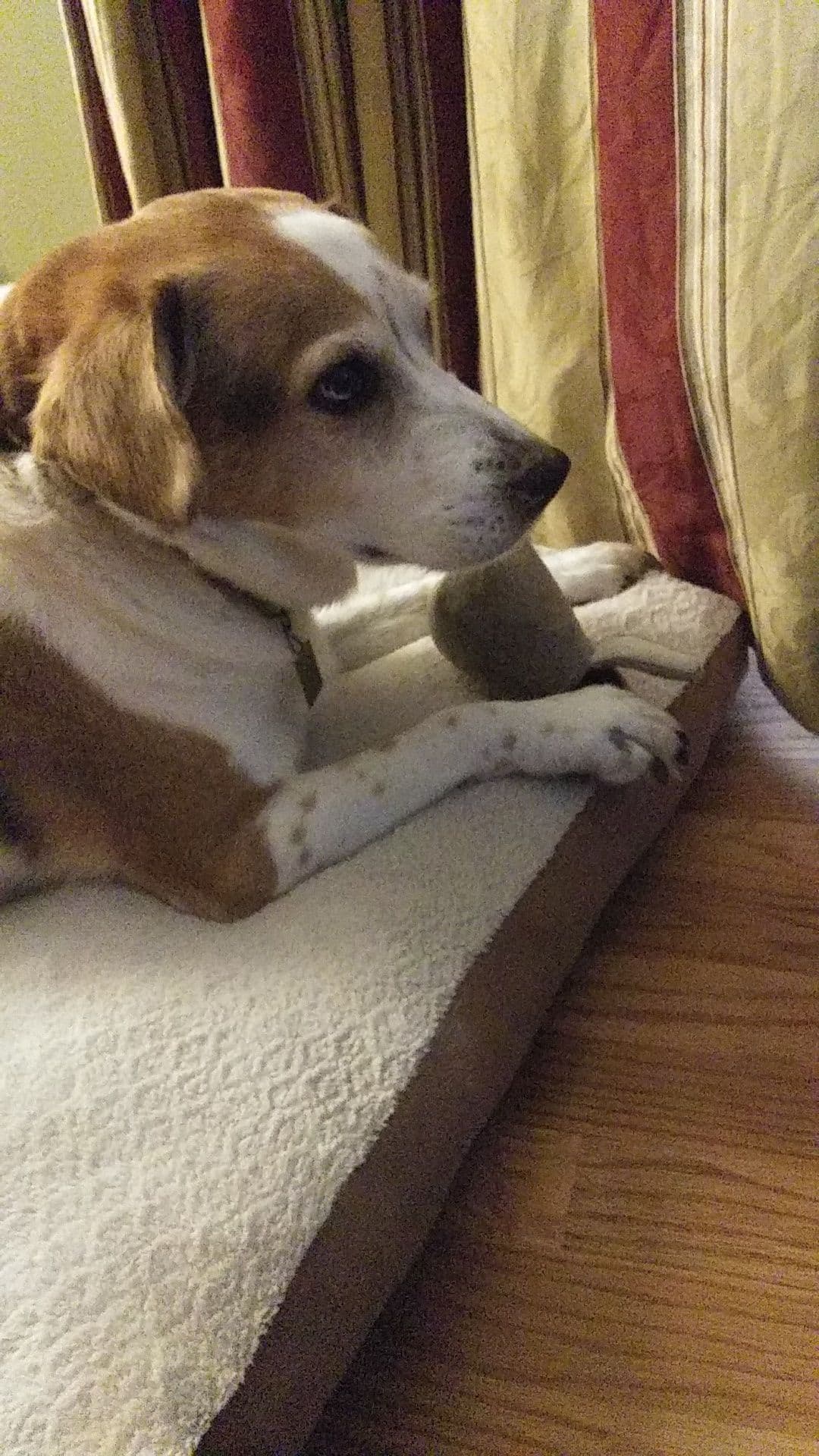 My dog