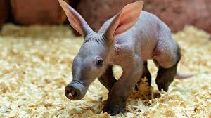Aardvark