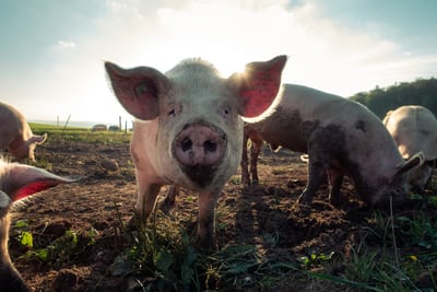 Pig