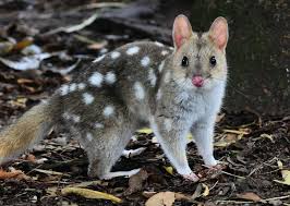 Quoll"