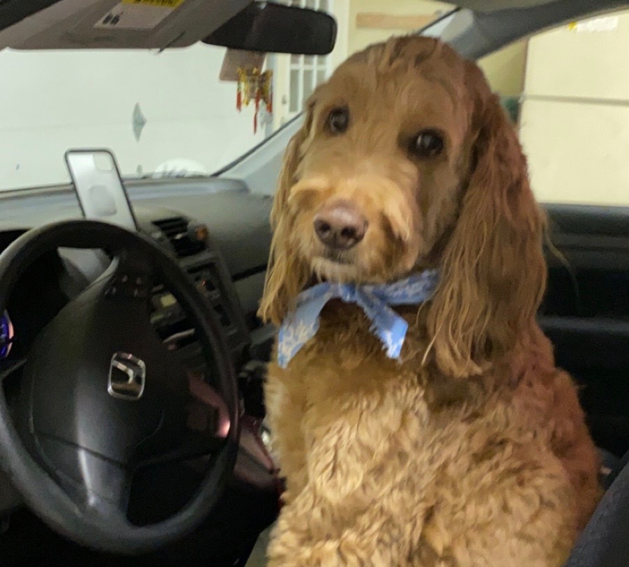 photo of my dog